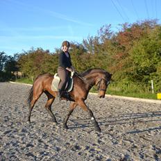 Dansk Varmblod Solejs Cha-Wil    Rip 04.06.19