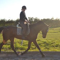 Dansk Varmblod Solejs Cha-Wil    Rip 04.06.19