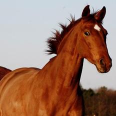 Hannoveraner Pippi Langstrømpe