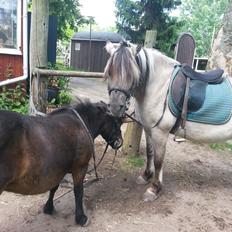 Anden særlig race Luna (har redet)