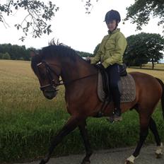 Welsh Partbred (Sec F) Bjerregårds Lieutenant (Lutte)