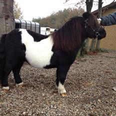 Shetlænder Vadehavets Figero *solgt*