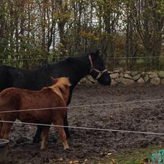 Anden særlig race Bakkegårds Bella
