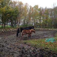 Anden særlig race Bakkegårds Bella