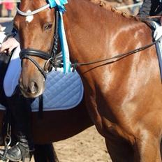 DSP Toftlunds Prins-chi