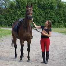 Dansk Varmblod STALD DIJE´COS  Gun Smoke