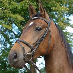 Dansk Varmblod STALD DIJE´COS  Gun Smoke