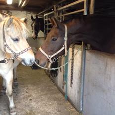 Dansk Varmblod Don Juan