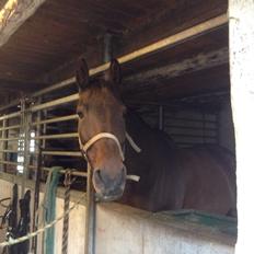 Dansk Varmblod Don Juan