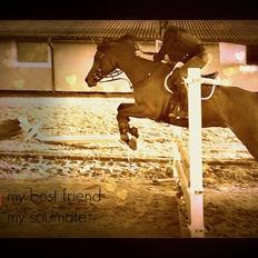 Arabisk fuldblod (OX) Wafeeq OX