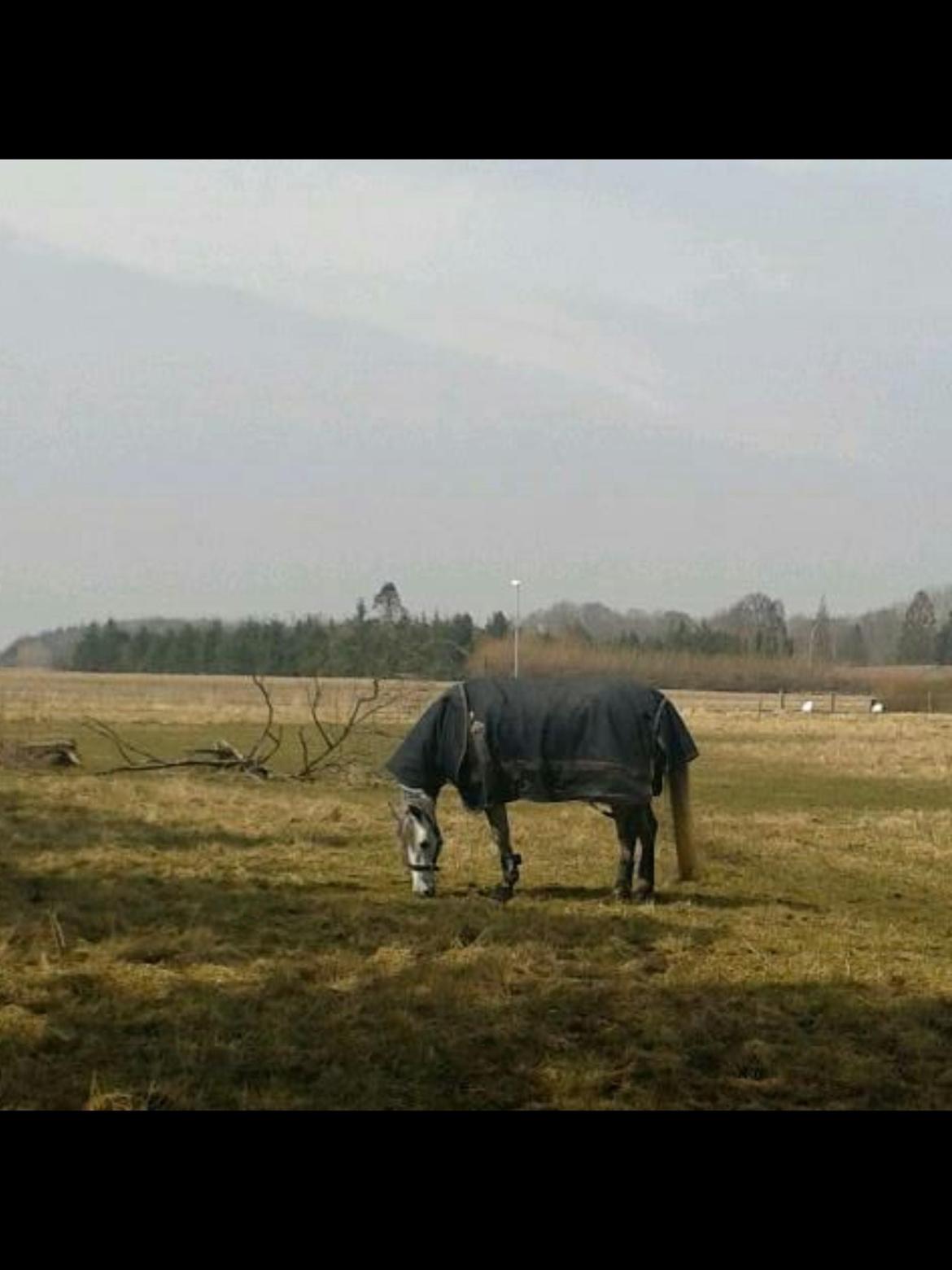 Hollandsk Sportspony Kassandra Van Klaverborch  billede 11