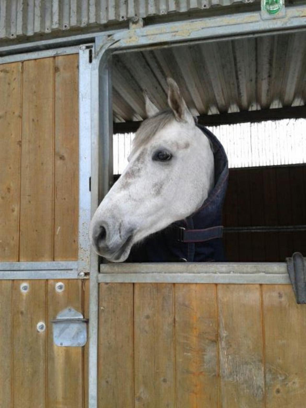 Hollandsk Sportspony Kassandra Van Klaverborch  billede 12