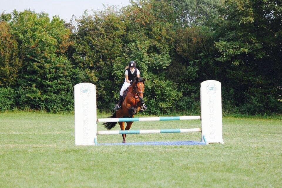 New Forest Enggårdens Conrad billede 32