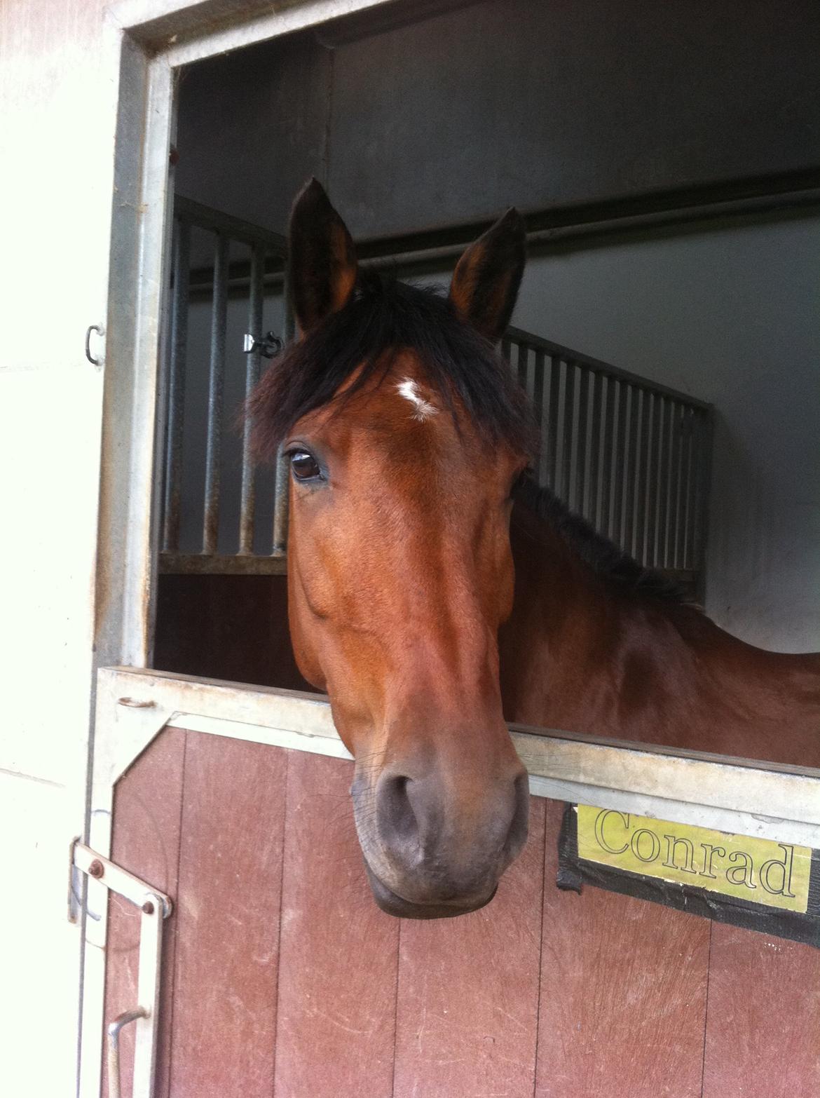 New Forest Enggårdens Conrad billede 33