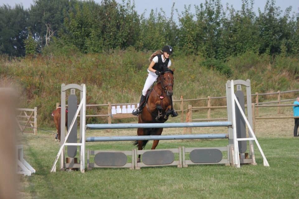 New Forest Enggårdens Conrad billede 31