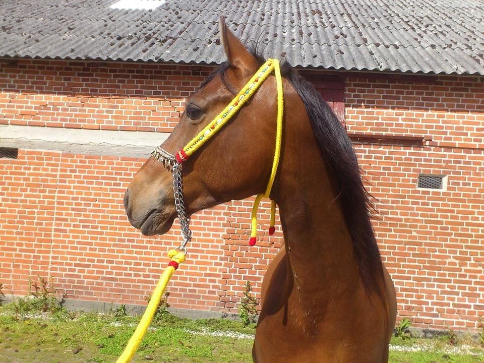 Shagya Araber (SH) Bahebec Takhises *Basse* - *SOLGT* billede 20