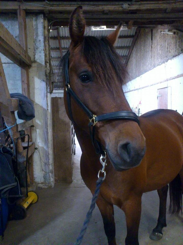 Shagya Araber (SH) Bahebec Takhises *Basse* - *SOLGT* billede 21