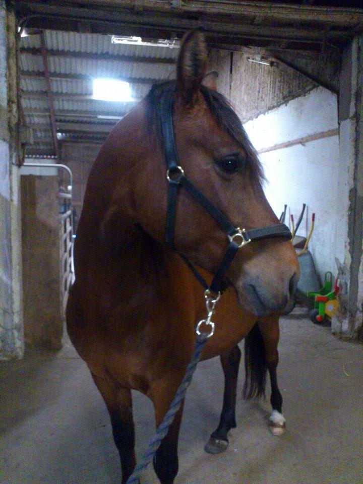 Shagya Araber (SH) Bahebec Takhises *Basse* - *SOLGT* billede 4