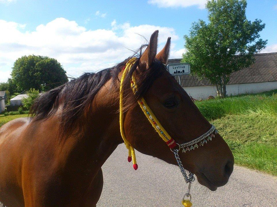 Shagya Araber (SH) Bahebec Takhises *Basse* - *SOLGT* billede 22