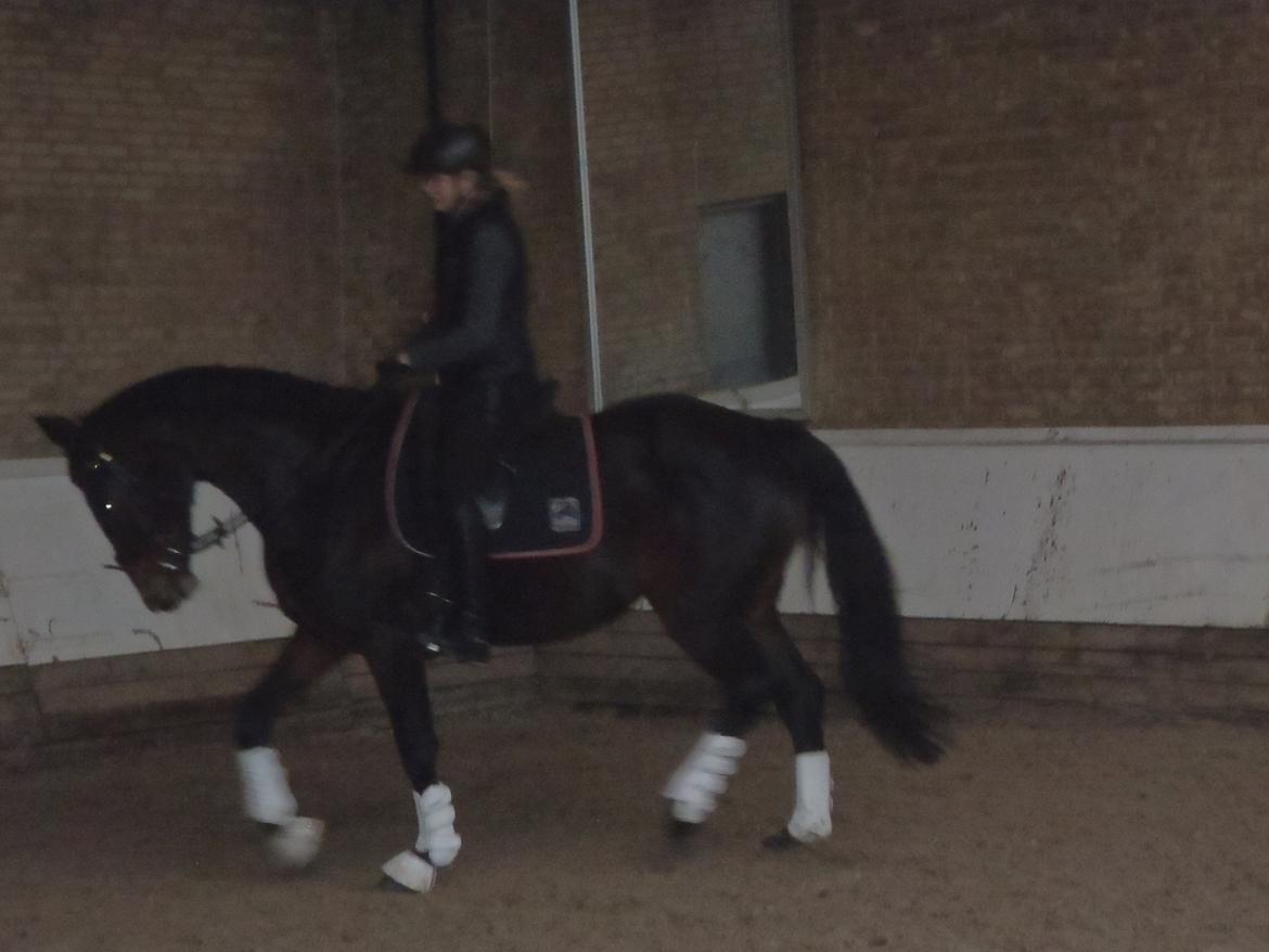 Anden særlig race Spangbogaards Zahrina(Lånehest) - Opvarmning.. :-)  billede 2