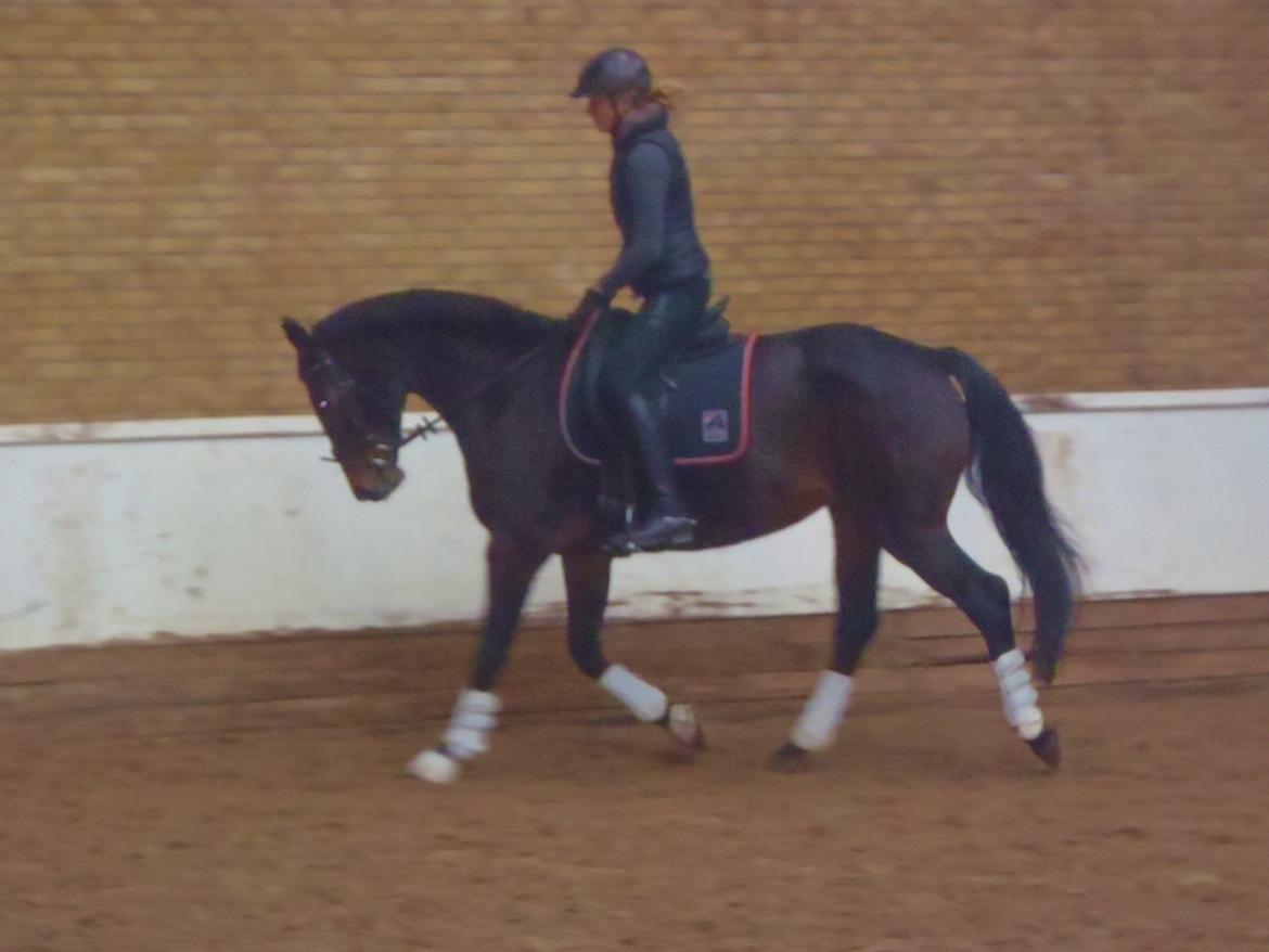 Anden særlig race Spangbogaards Zahrina(Lånehest) - Igen opvarmning:-)  billede 3