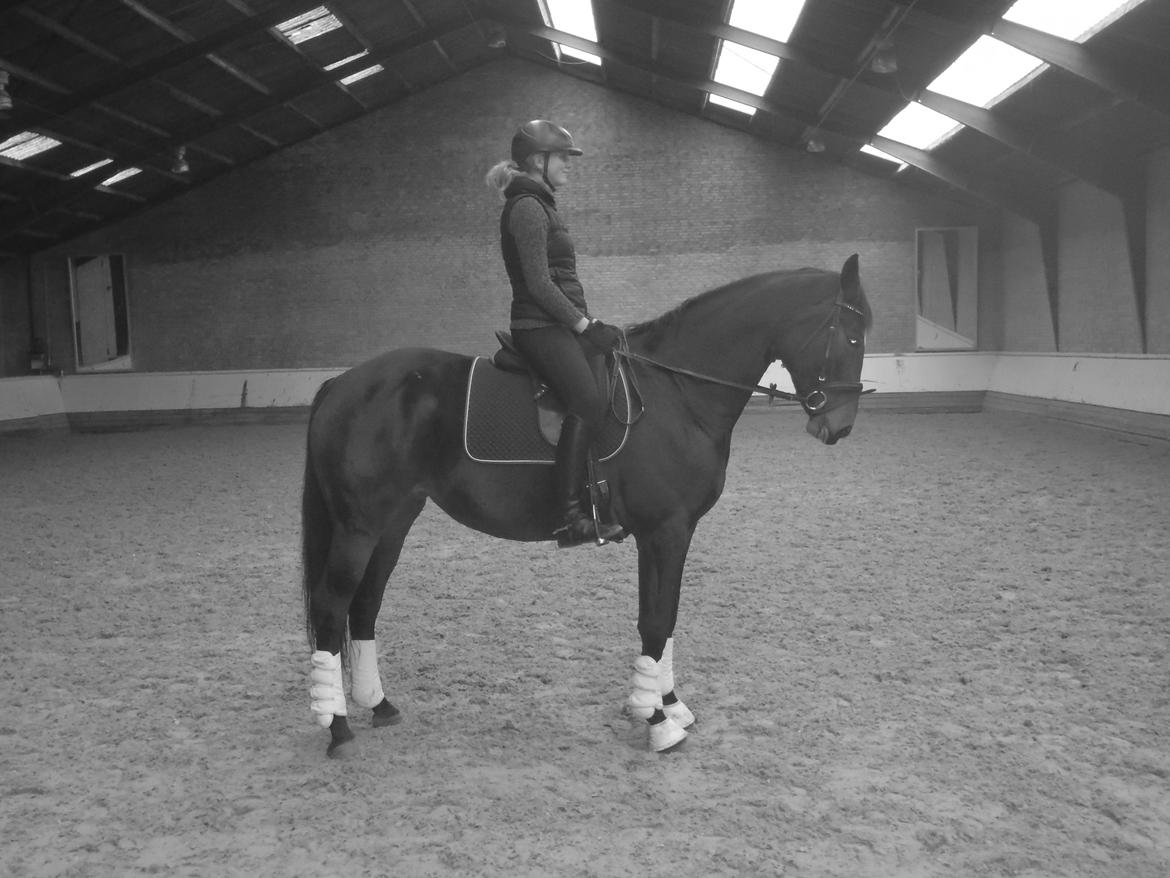 Anden særlig race Spangbogaards Zahrina(Lånehest) - Mit stædige æsel :D  billede 5