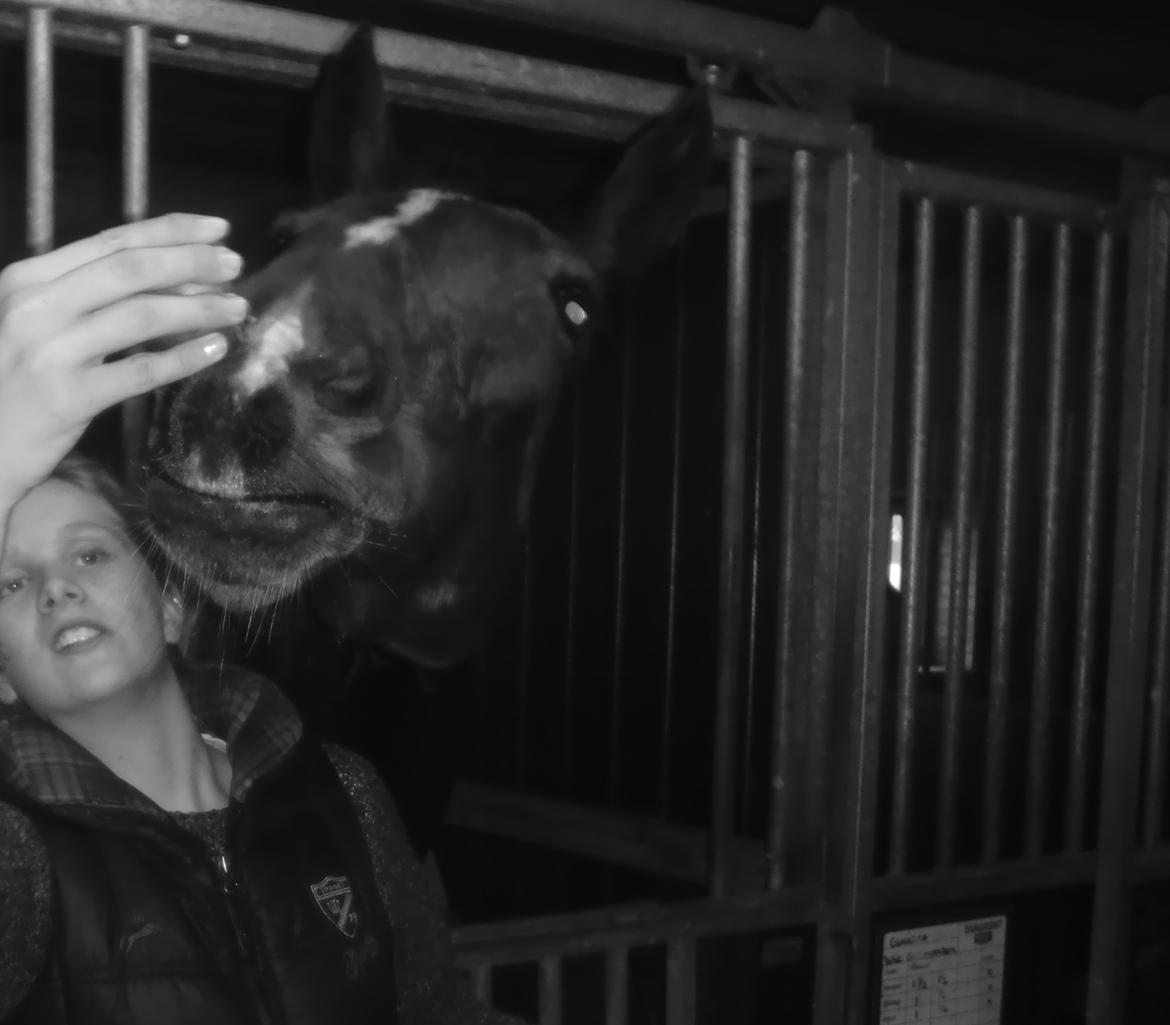 Anden særlig race Spangbogaards Zahrina(Lånehest) - Nuurh <3  billede 6