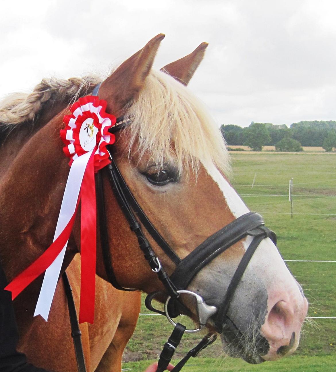Haflinger Münthe ~ "Pony" - tidl. part  - Dressur stævne i skælskør 1 plads billede 1