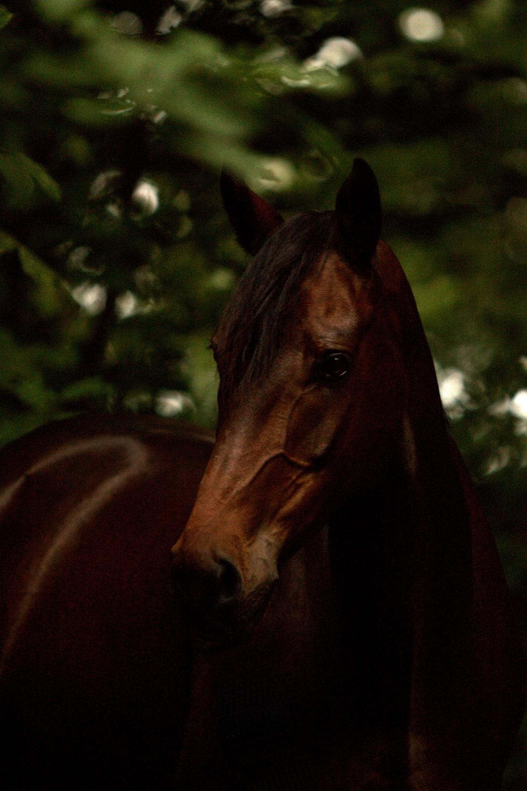 Dansk Varmblod SB *Pops* R.I.P* - Velkommen til Popsens Profil. Selv om han ikke er mere, tager han gerne mod en bedømmelse. Dette er et af de sidste billeder af ham. Taget af Chafo.dk billede 1