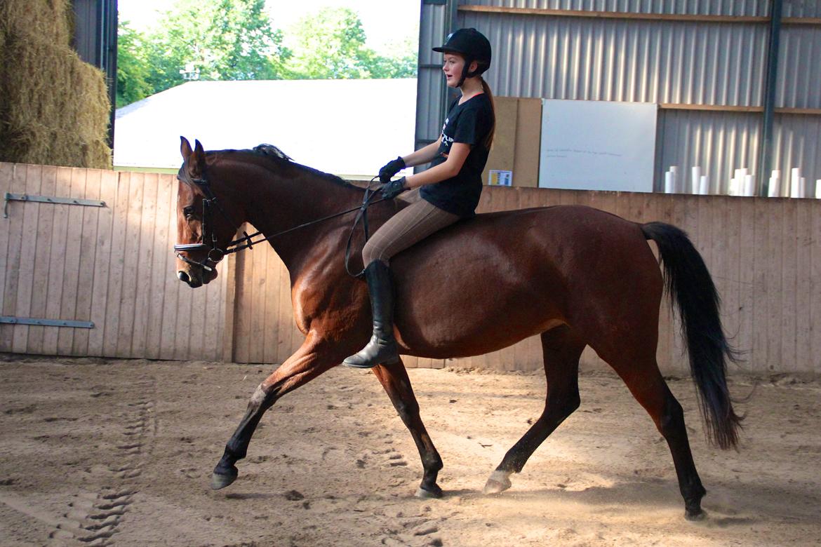 Dansk Varmblod La Belle Classica *Skrødstrup Efterskole* billede 6