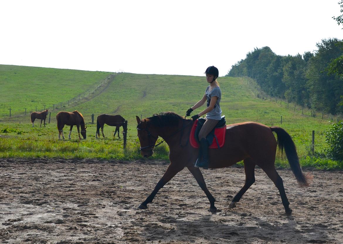 Dansk Varmblod La Belle Classica *Skrødstrup Efterskole* billede 4