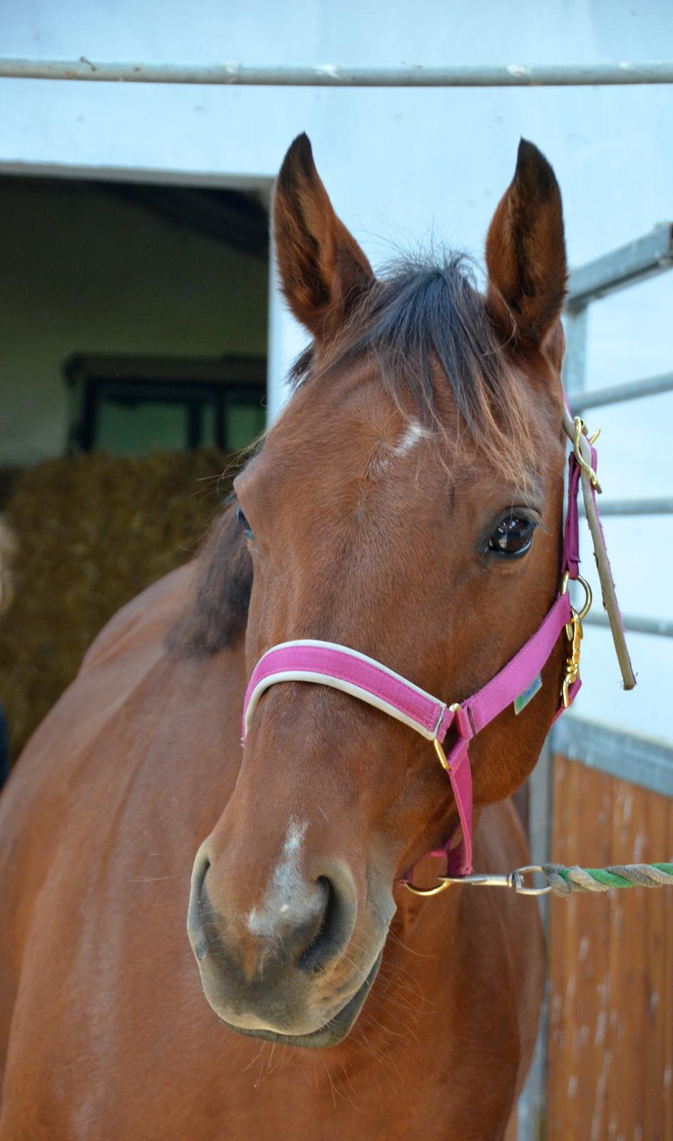 Dansk Varmblod La Belle Classica *Skrødstrup Efterskole* billede 1