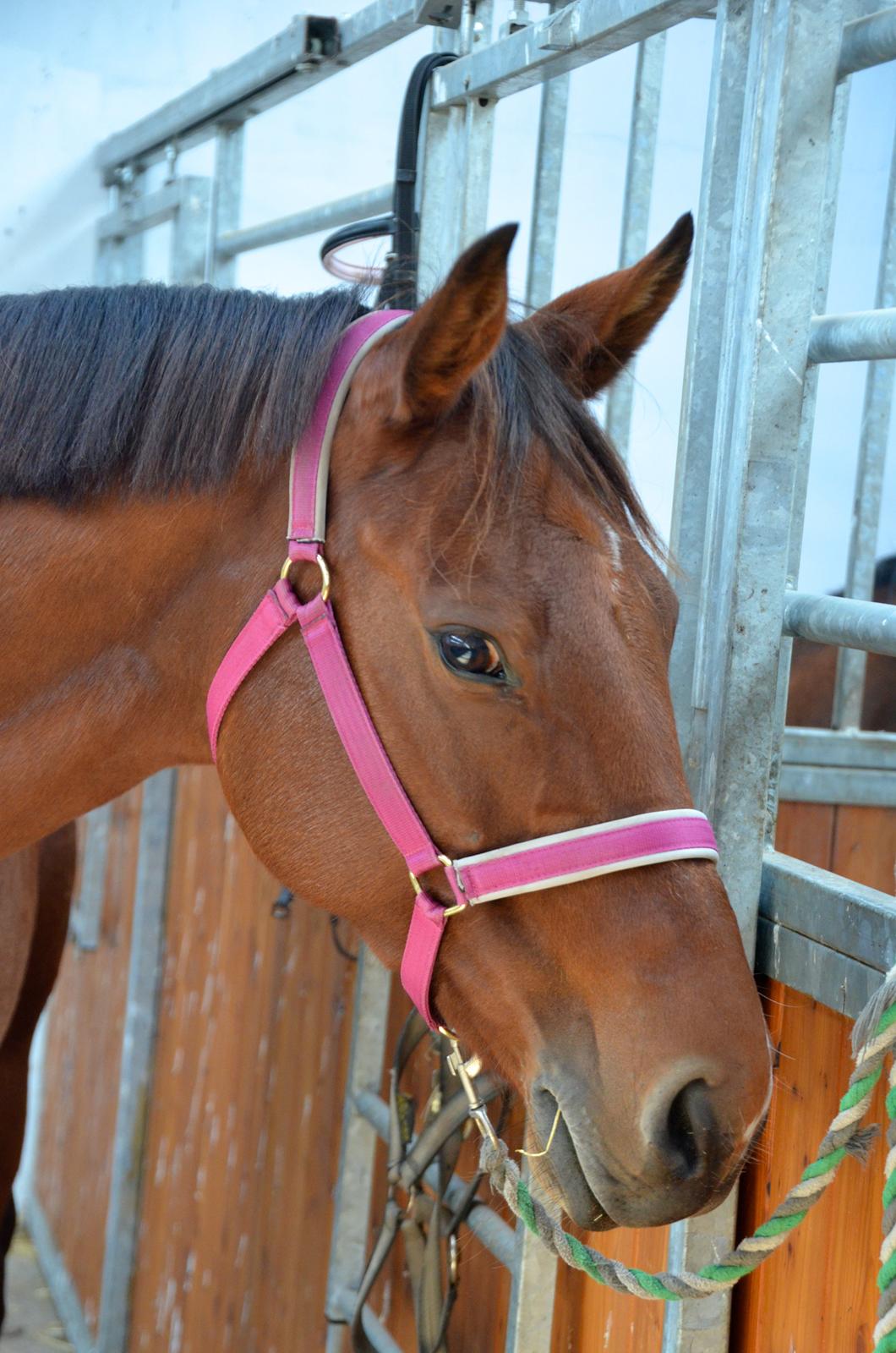 Dansk Varmblod La Belle Classica *Skrødstrup Efterskole* billede 16