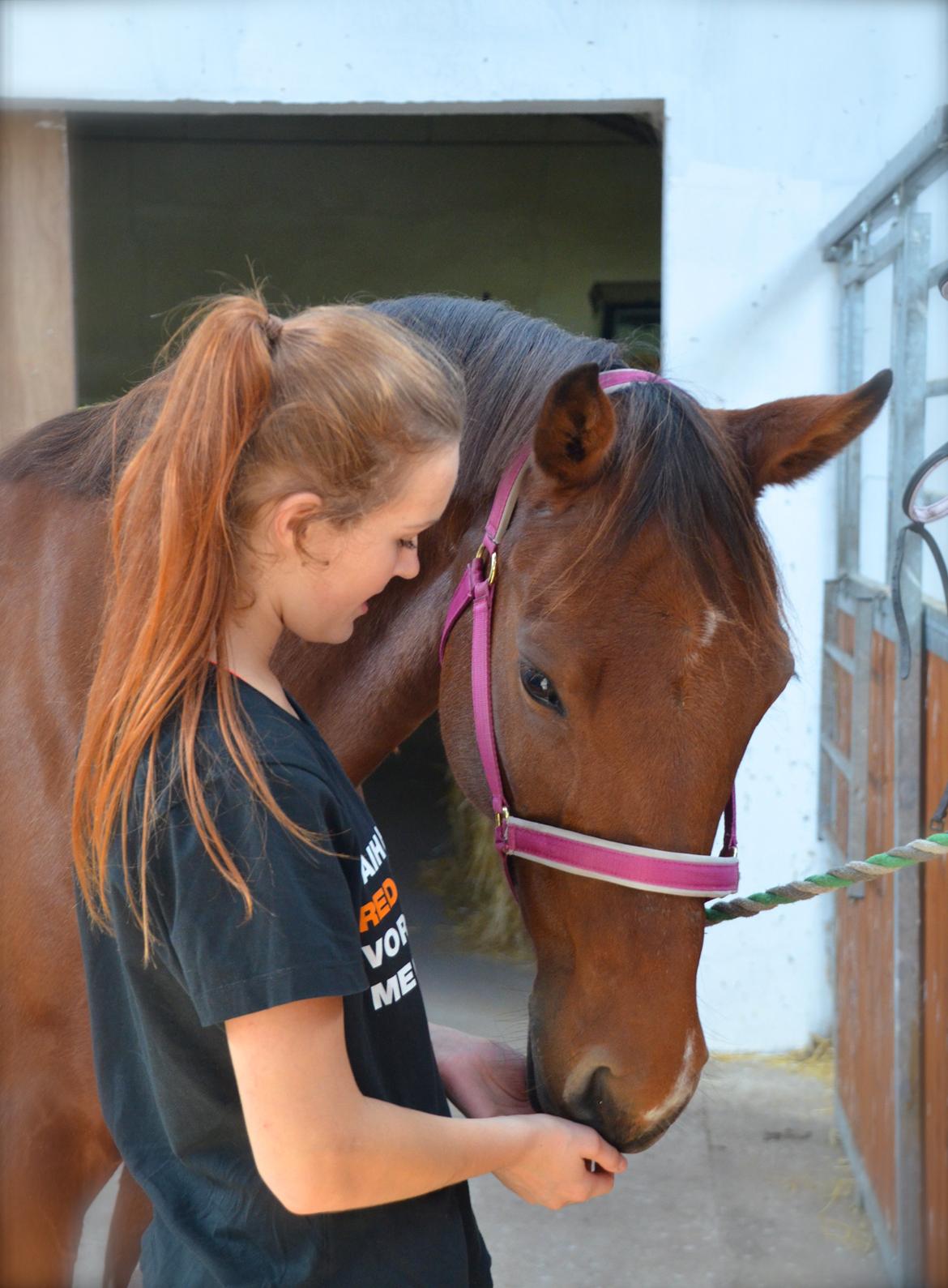 Dansk Varmblod La Belle Classica *Skrødstrup Efterskole* billede 8