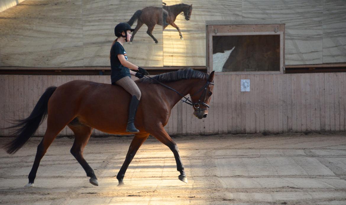 Dansk Varmblod La Belle Classica *Skrødstrup Efterskole* billede 3
