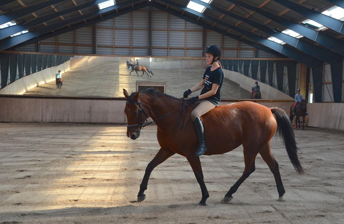 Dansk Varmblod La Belle Classica *Skrødstrup Efterskole* billede 17