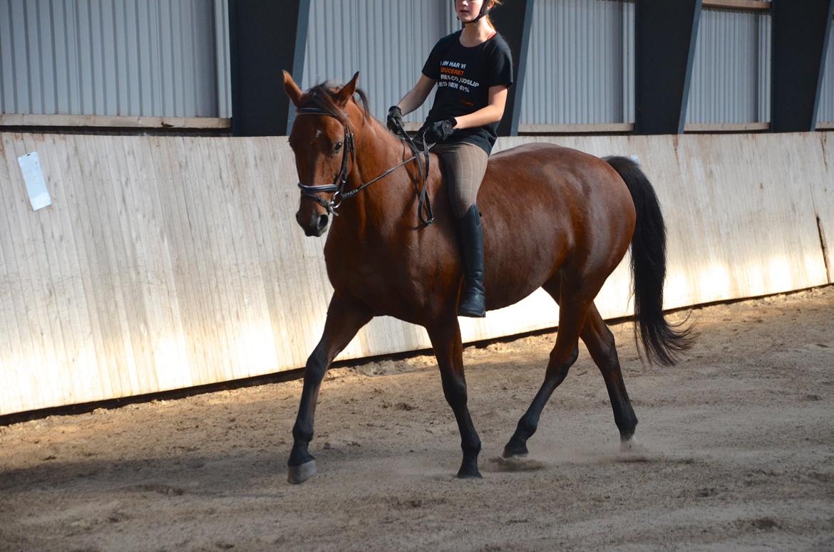 Dansk Varmblod La Belle Classica *Skrødstrup Efterskole* billede 18