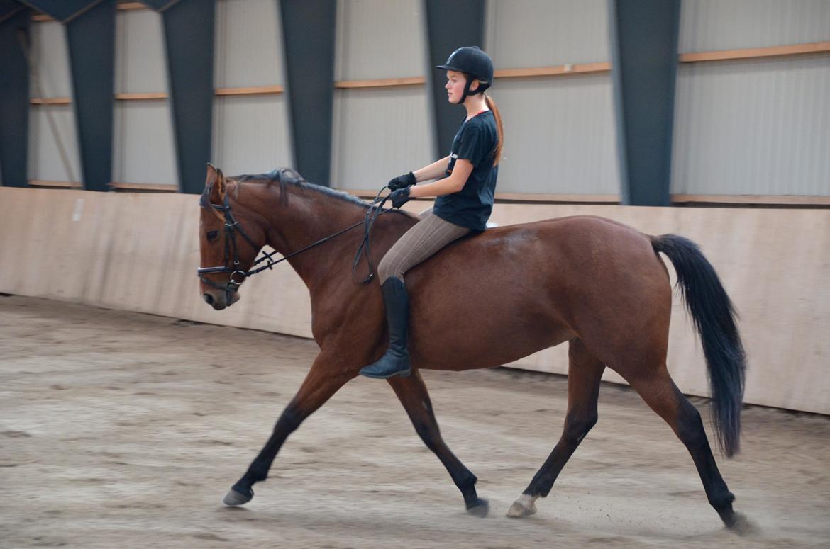 Dansk Varmblod La Belle Classica *Skrødstrup Efterskole* billede 14