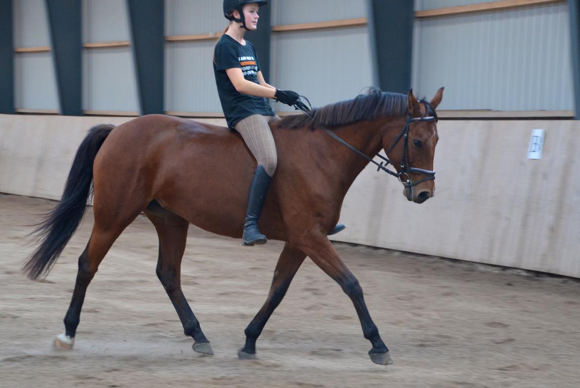 Dansk Varmblod La Belle Classica *Skrødstrup Efterskole* billede 10