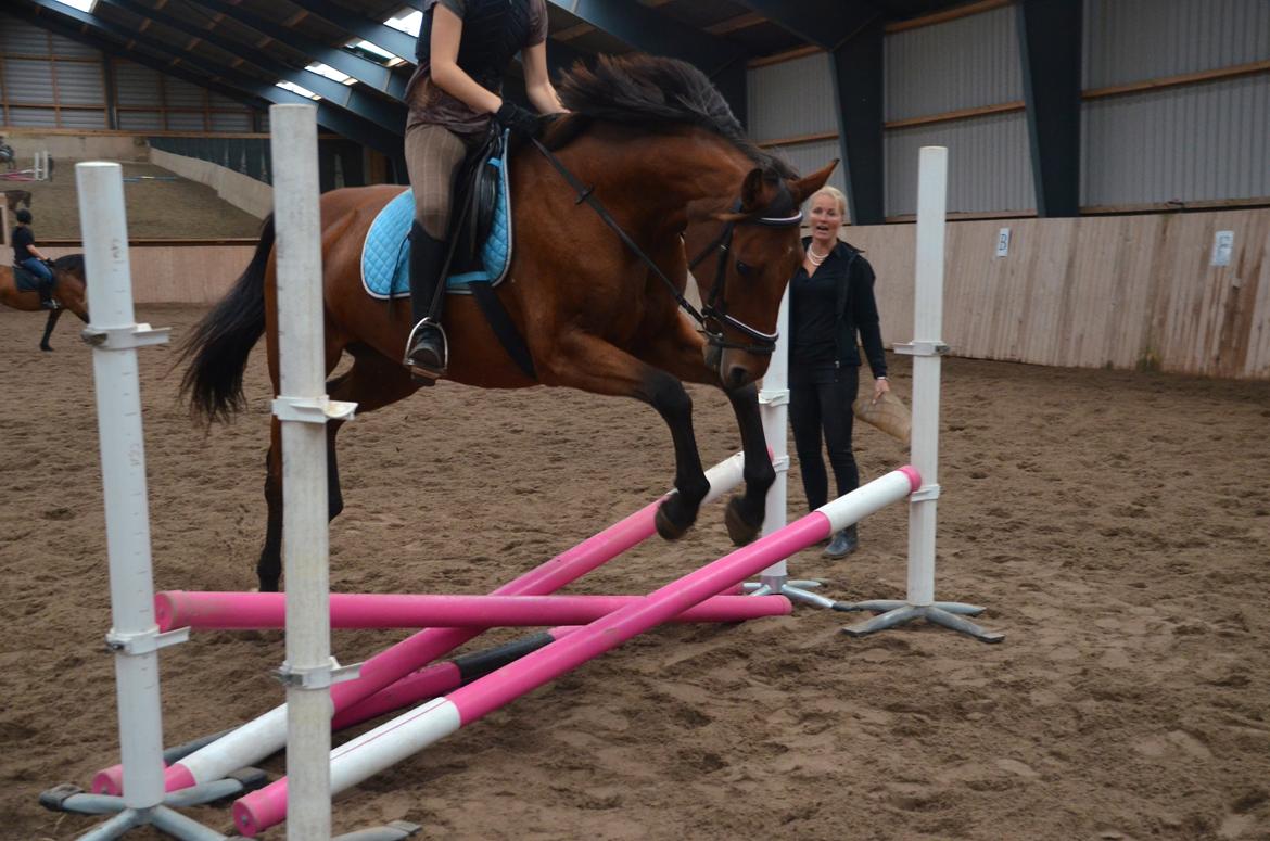 Dansk Varmblod La Belle Classica *Skrødstrup Efterskole* billede 9