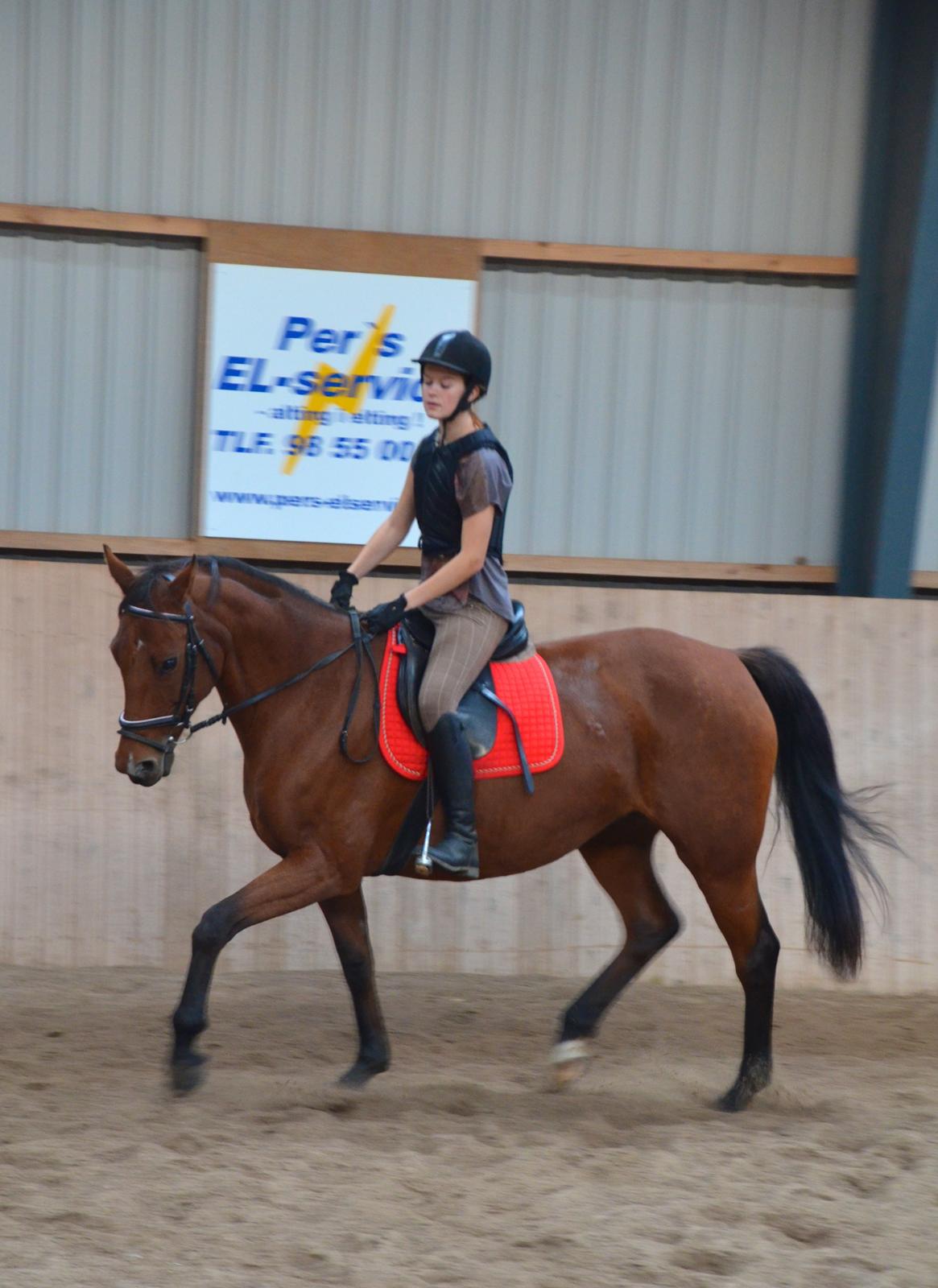 Dansk Varmblod La Belle Classica *Skrødstrup Efterskole* billede 13