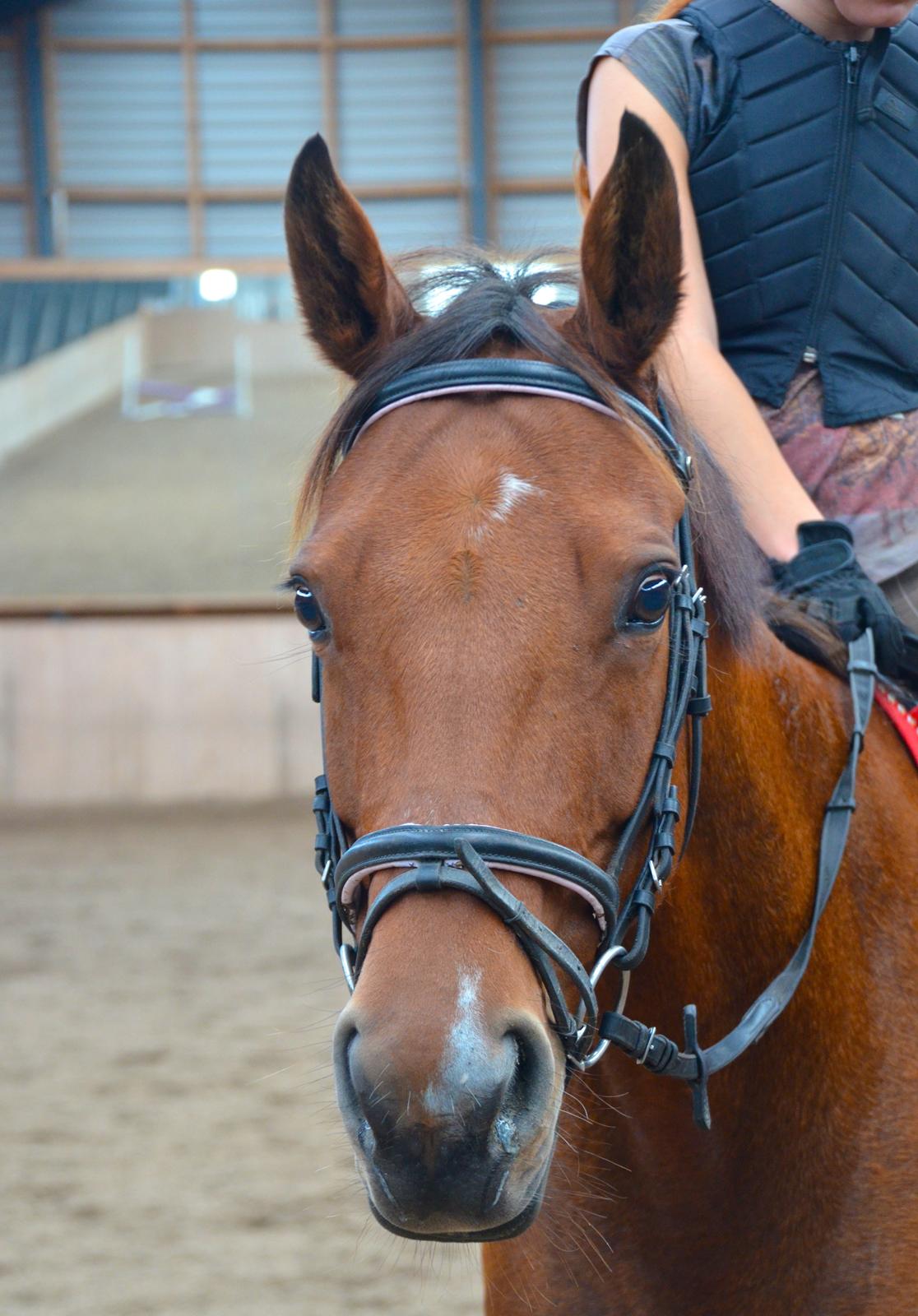 Dansk Varmblod La Belle Classica *Skrødstrup Efterskole* billede 11