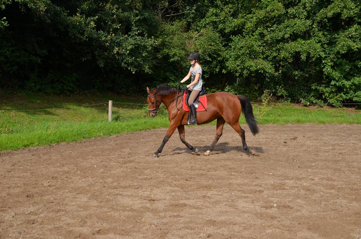 Dansk Varmblod La Belle Classica *Skrødstrup Efterskole* billede 19
