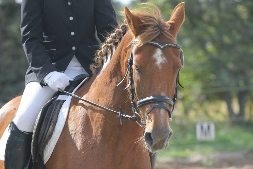 Hollandsk Sportspony Trulli - Du er så fandens flot. <3 billede 9