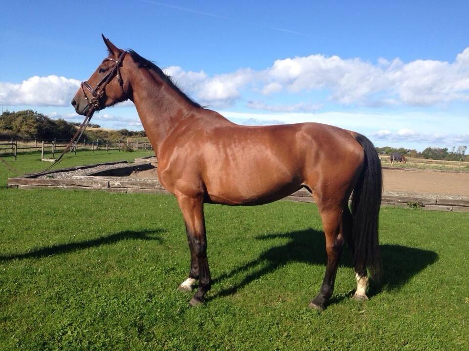 Dansk Varmblod Dancing Queen billede 12