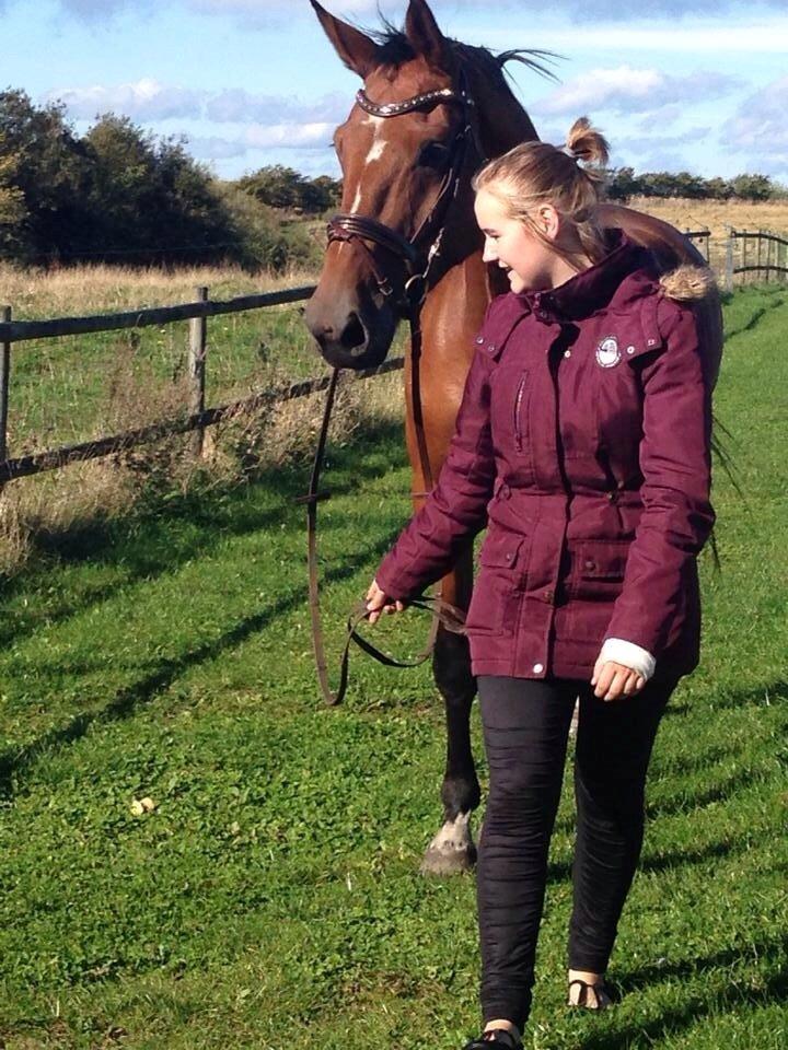 Dansk Varmblod Dancing Queen billede 3