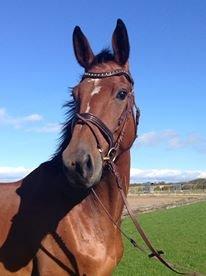 Dansk Varmblod Dancing Queen billede 13