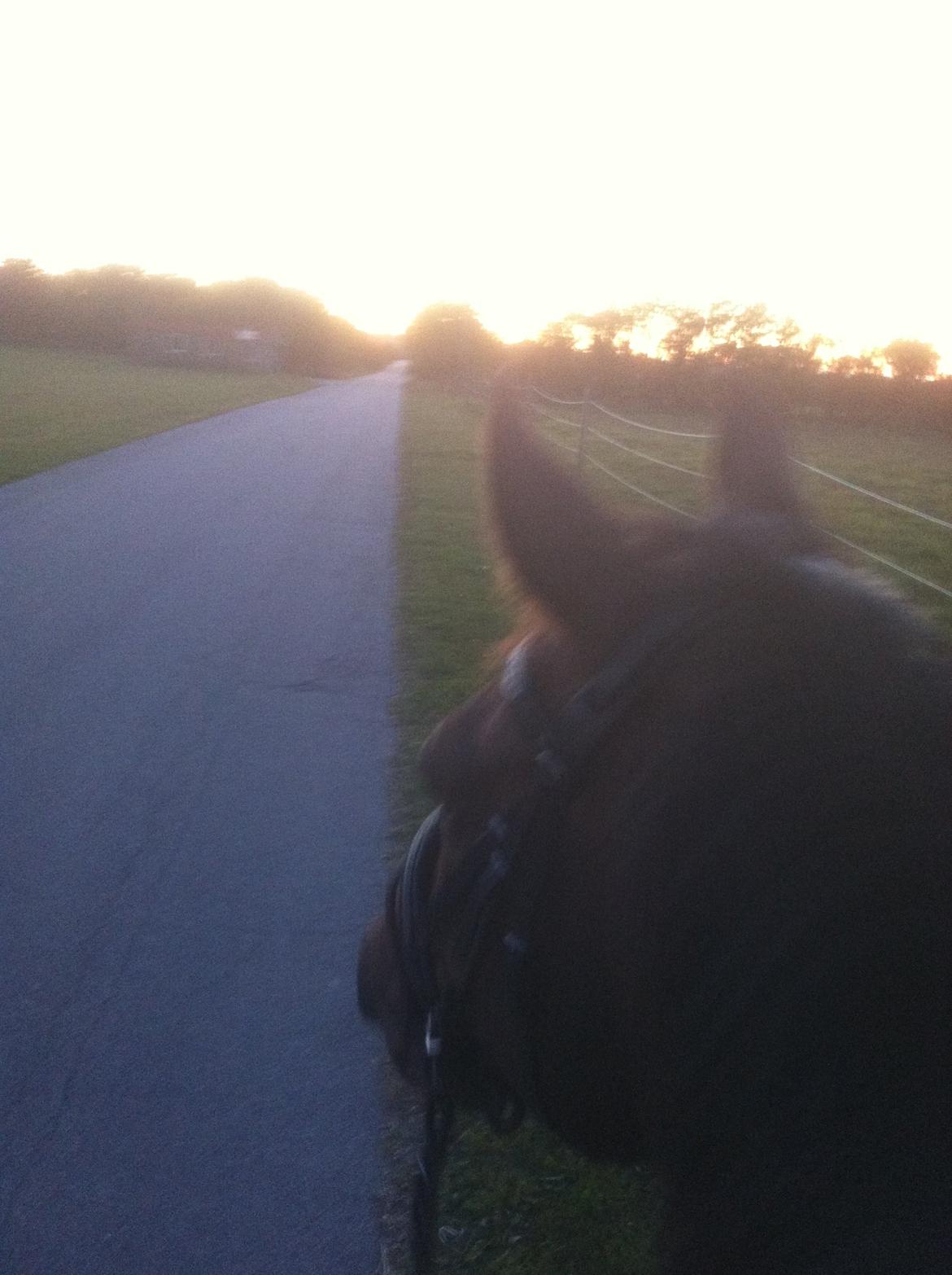 Anden særlig race Sputnik (Sprutte) - Aften tur :)
 billede 6