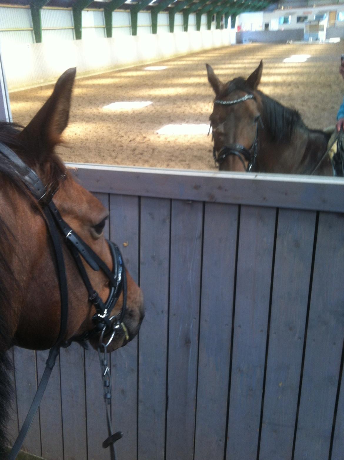 Anden særlig race Sputnik (Sprutte) billede 7