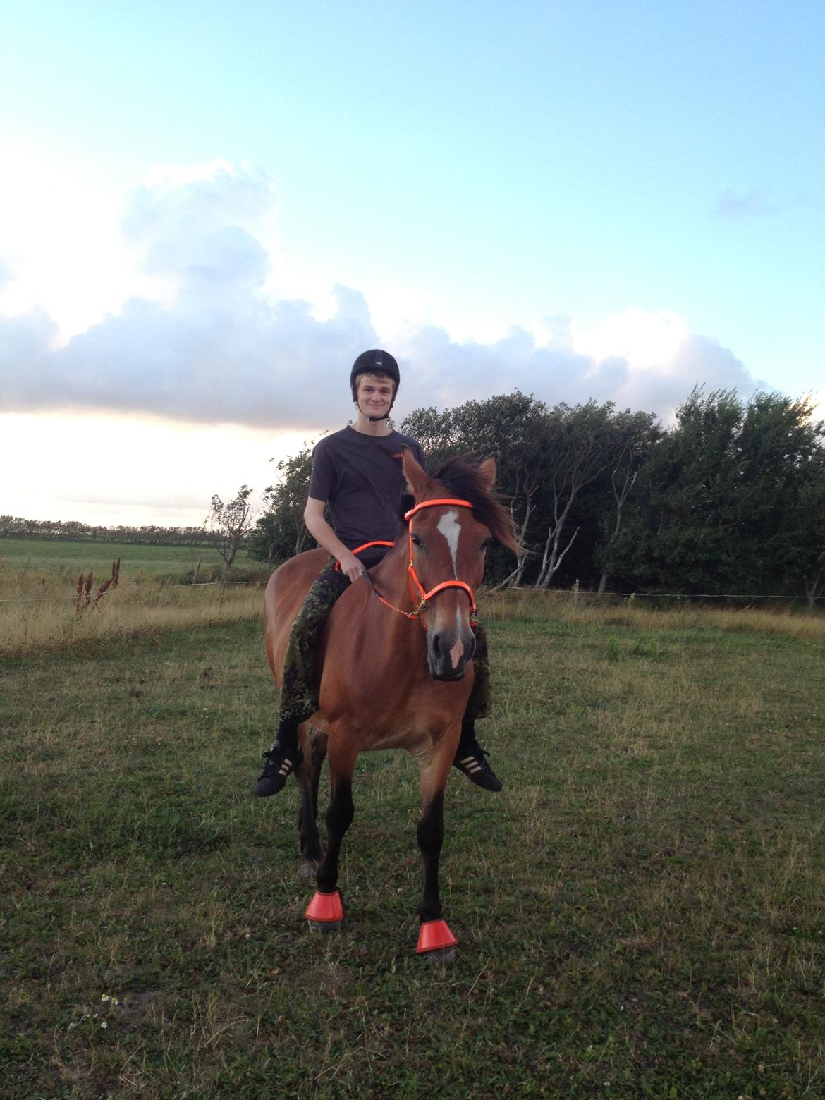 Koldblodstraver Tronilla - 18/7 - 2013 <3 billede 18